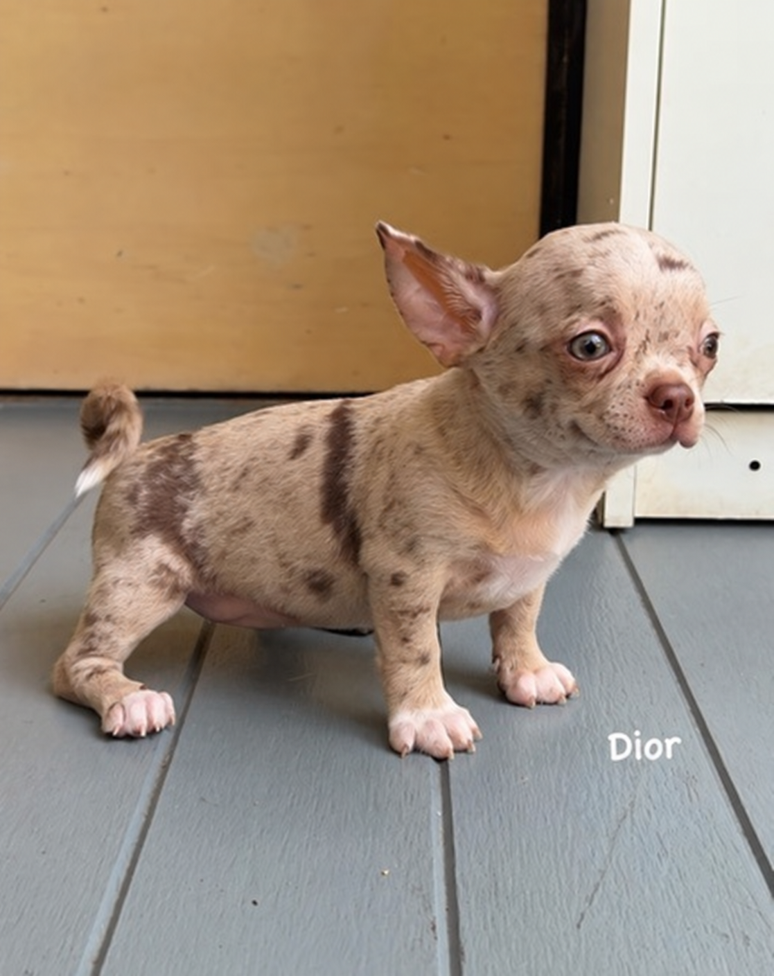 Chihuahua betina Dior exotic merle — foto 2