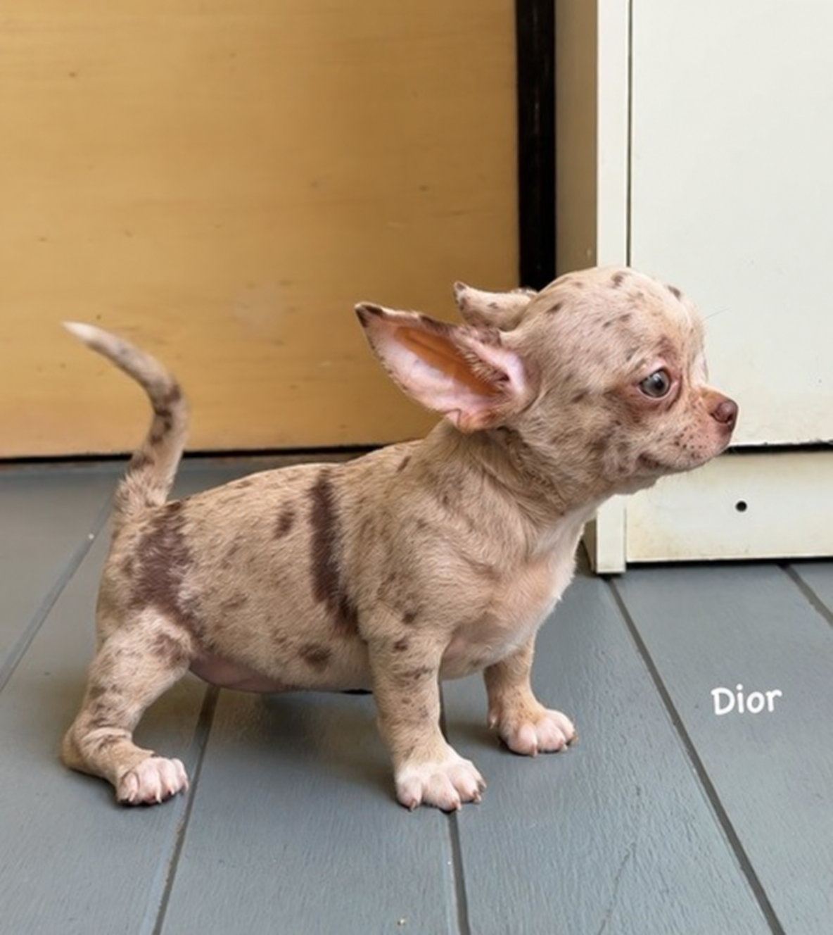 Chihuahua betina Dior exotic merle — foto 3
