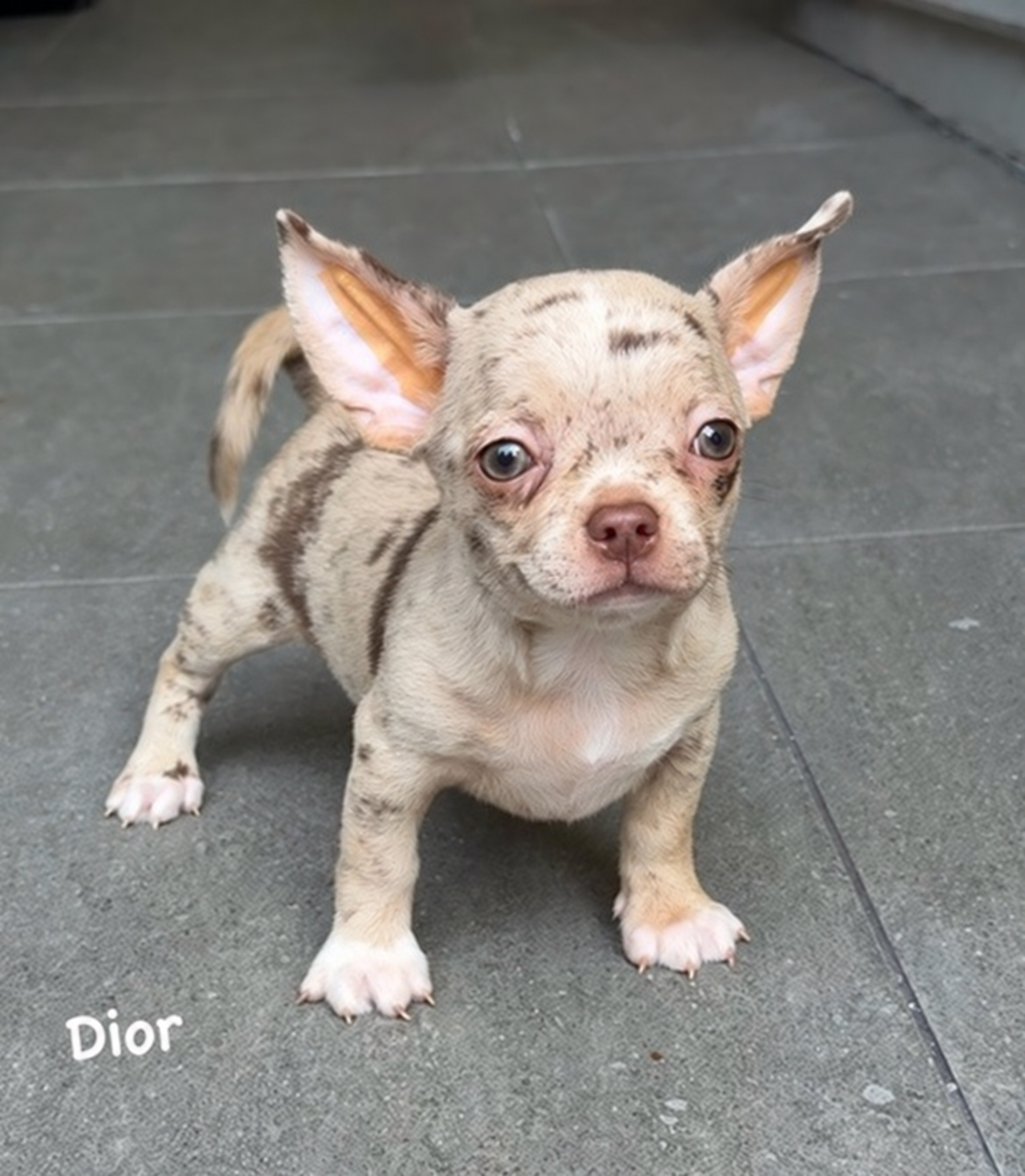 Chihuahua betina Dior exotic merle — foto 4