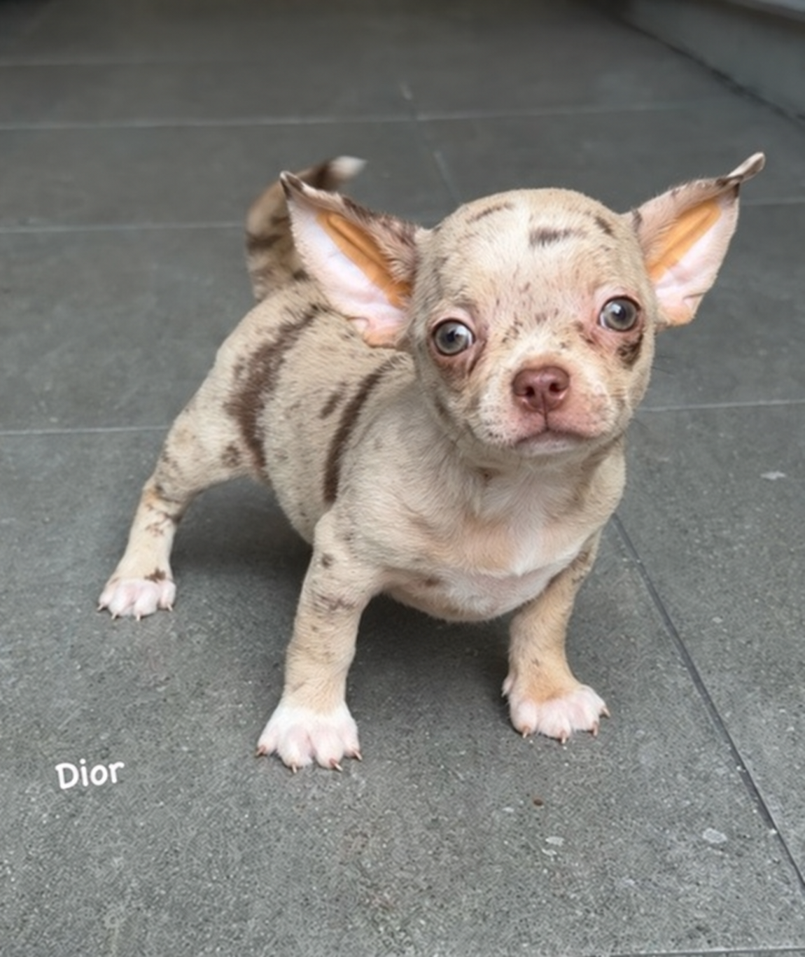 Chihuahua betina Dior exotic merle — foto 5