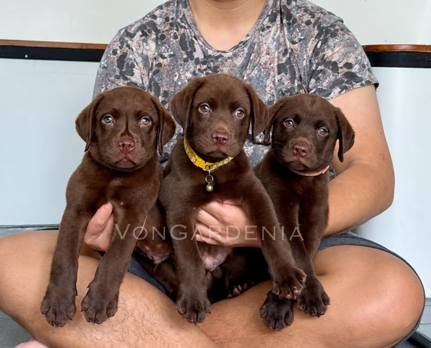 Jual Choco Labrador Puppies Jantan di Jakarta