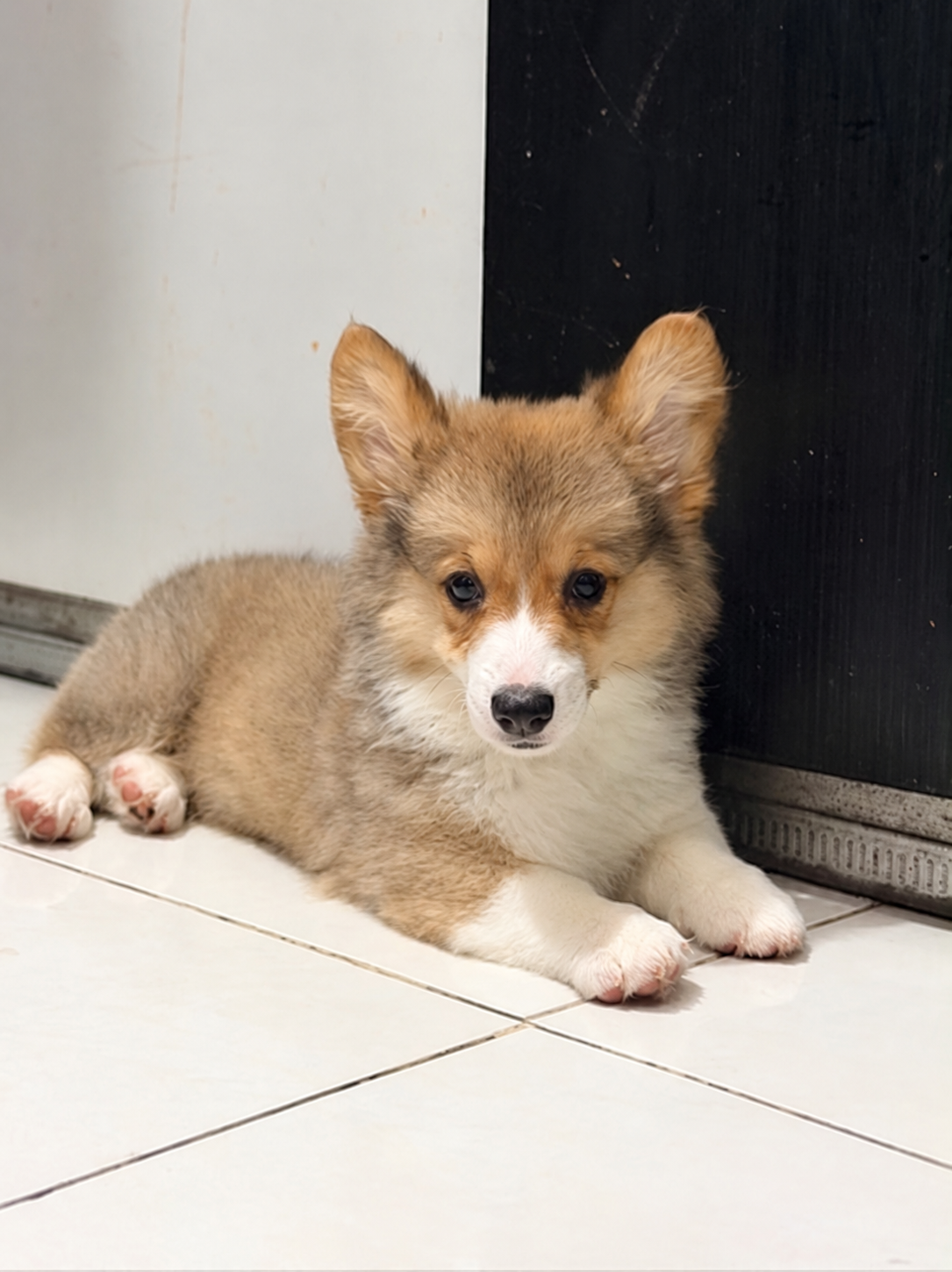 Jual Corgi Betina Longhair Big Bone Sable di Bekasi
