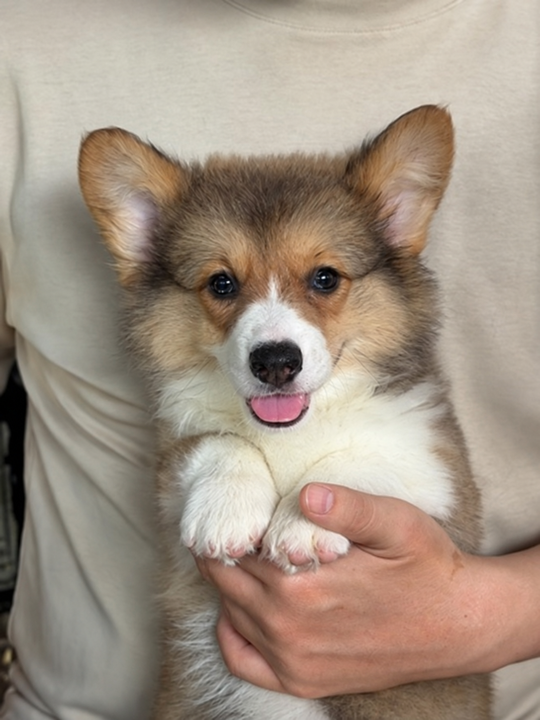 Corgi betina longhair big bone di Bekasi