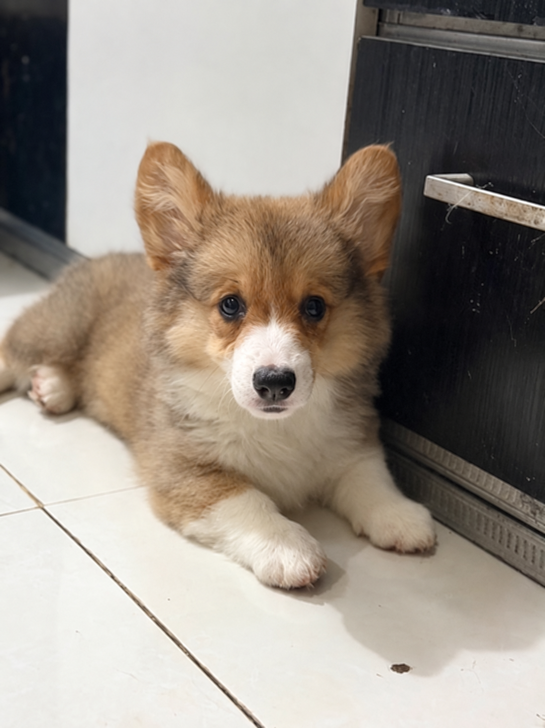 Anakan Corgi betina sable sehat dan aktif