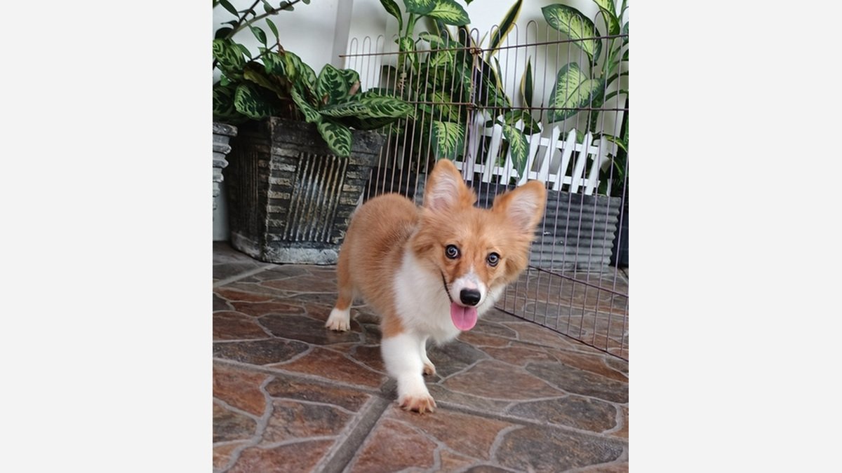 Jual Corgi Remaja Betina Stambum di Bandung