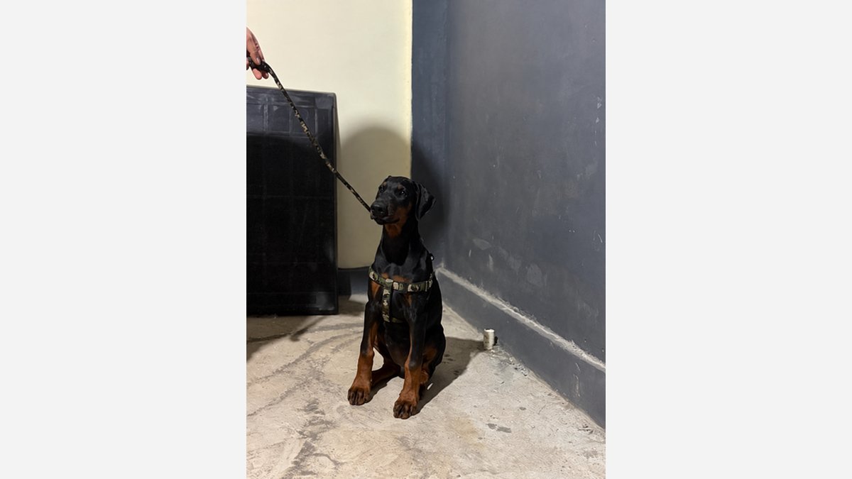 Jual Doberman Betina Gucci di Bali, Stambum PERKIN
