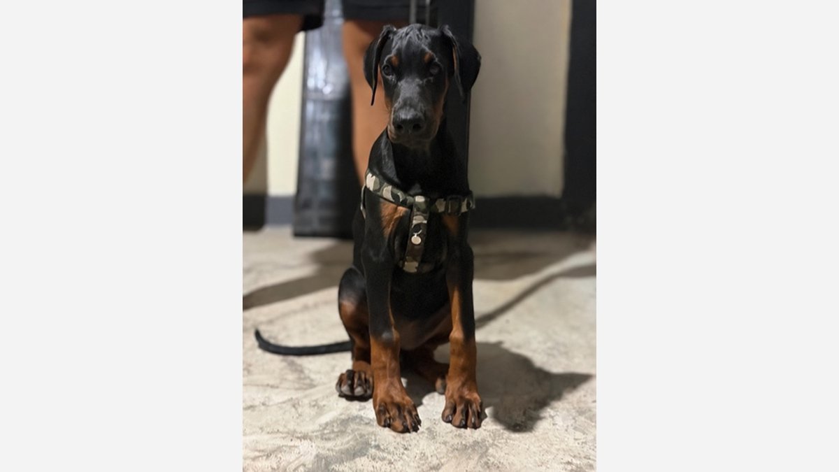 Potret depan Doberman betina Gucci memakai harness