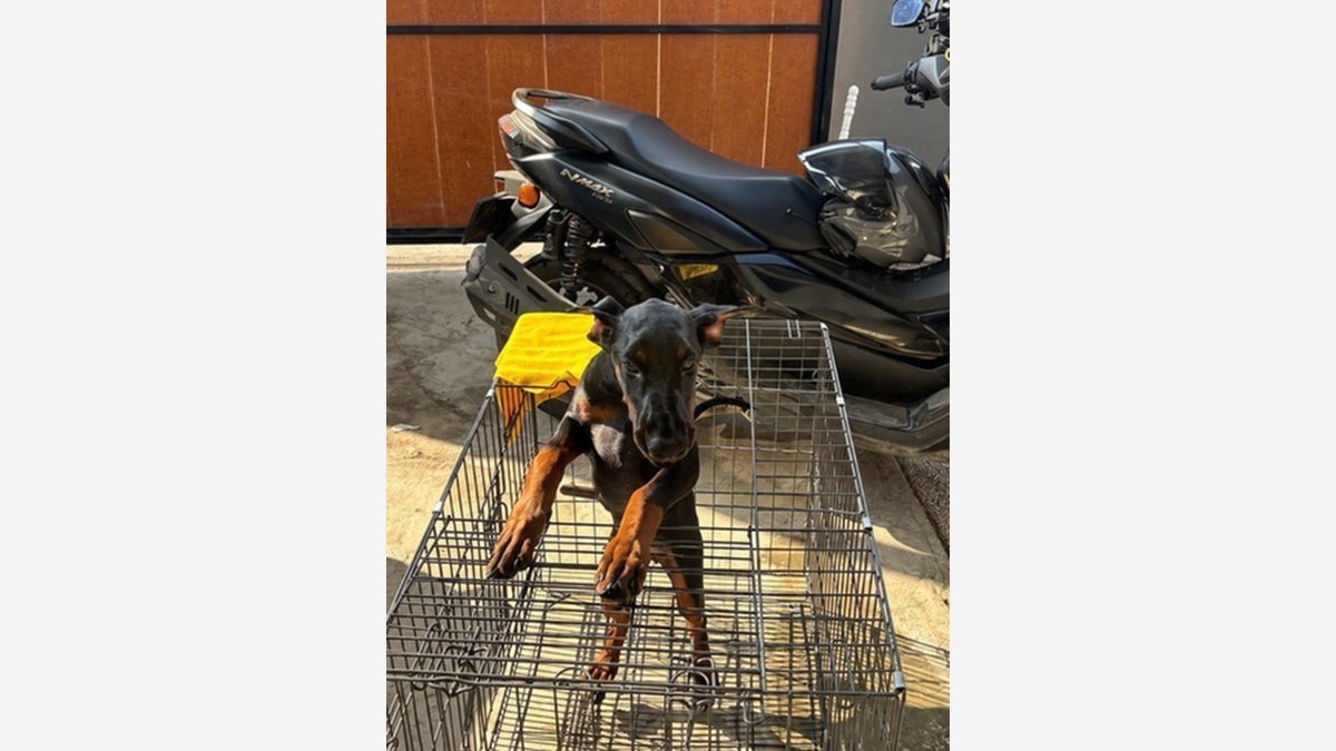 Doberman betina Gucci berdiri di atas kandang dekat sepeda motor