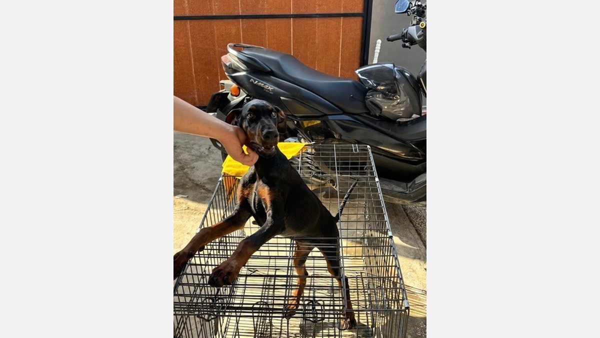 Doberman betina Gucci duduk di atas kandang dekat sepeda motor