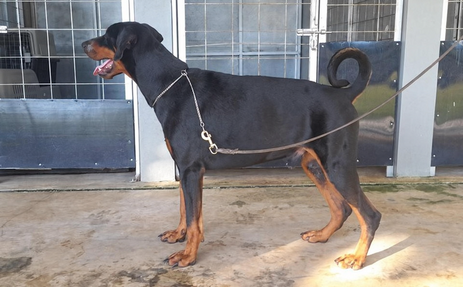 Jual Doberman Jantan 2 Tahun Keturunan Champion di Jakarta Timur