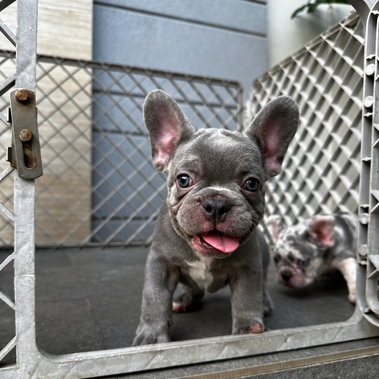 Jual Exotic French Bulldog Jantan di Jakarta