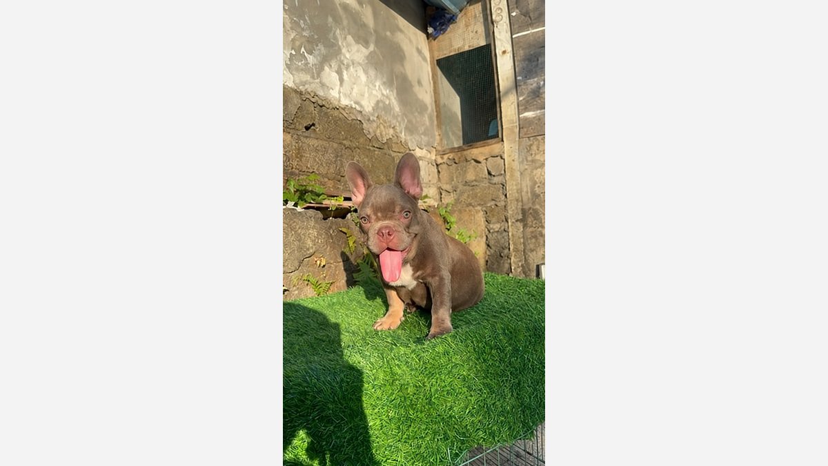 Jual French Bulldog Exotic Jantan Isabella Tan di Jimbaran