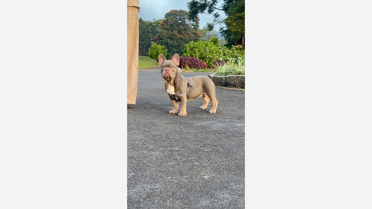 French Bulldog Exotic jantan Isabella Tan berdiri memakai harness