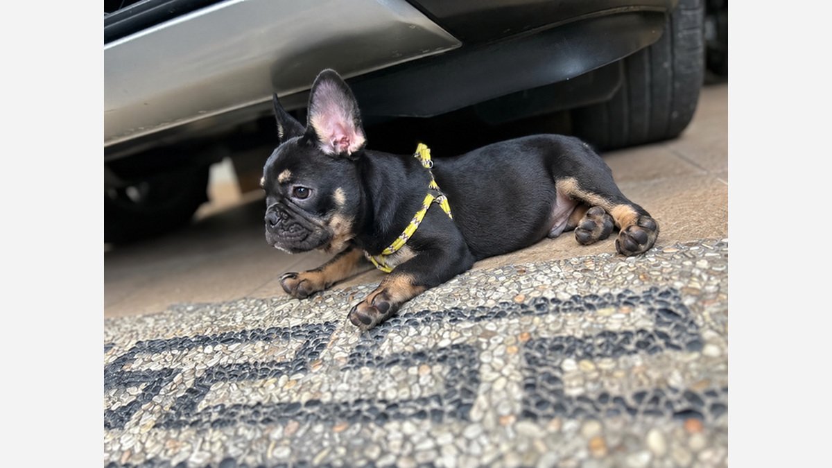 Jual French Bulldog Jantan EXO Blacktan di Tabanan Bali