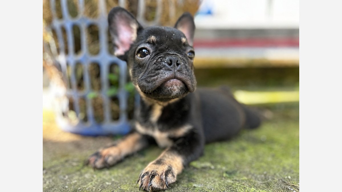 Potret depan French Bulldog jantan EXO Blacktan