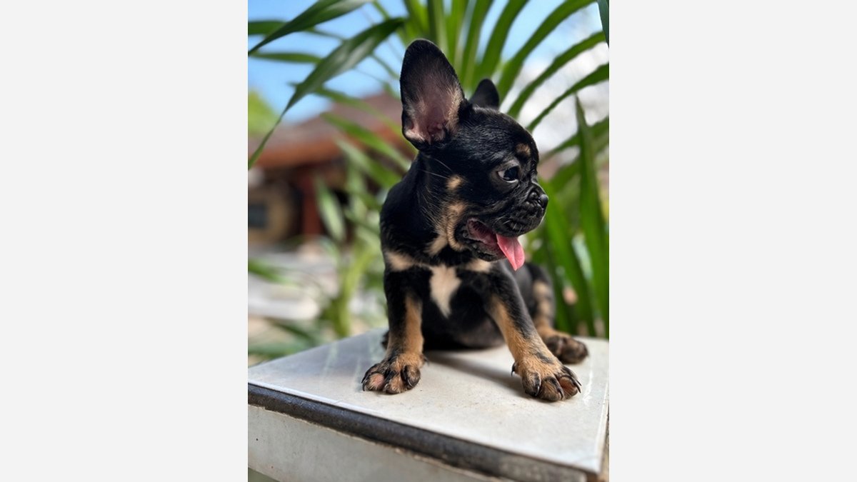 French Bulldog jantan EXO Blacktan duduk menghadap samping