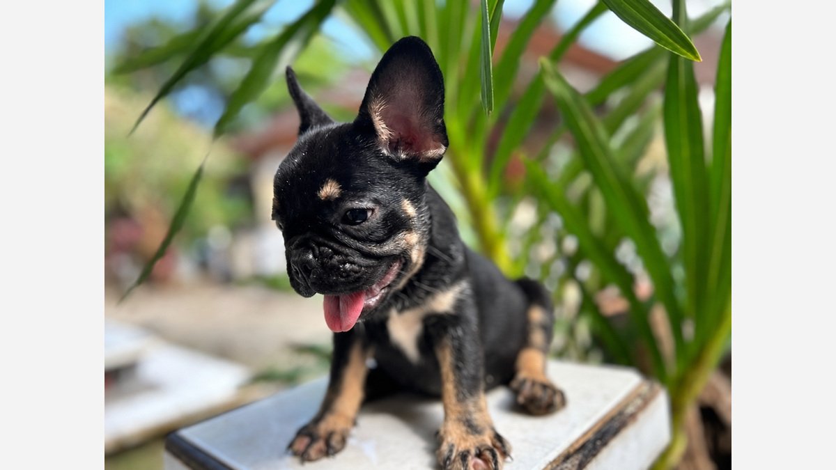 French Bulldog jantan EXO Blacktan duduk di dekat tanaman
