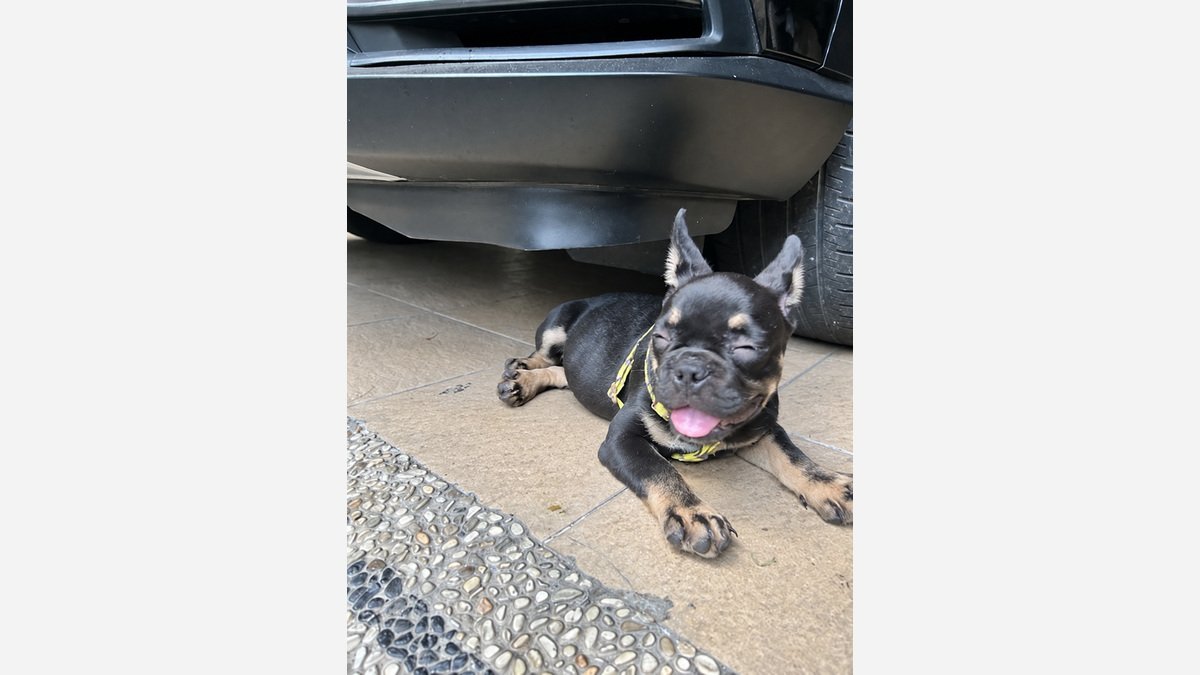French Bulldog jantan EXO Blacktan berbaring di dekat mobil