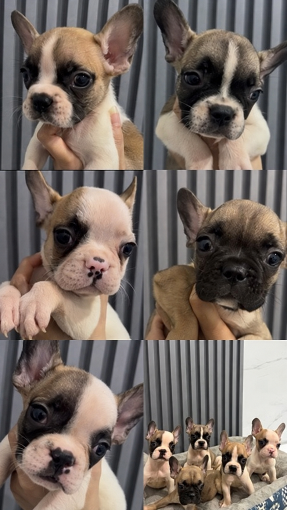 Jual French Bulldog Pied Bloodline Hungaria di Banten