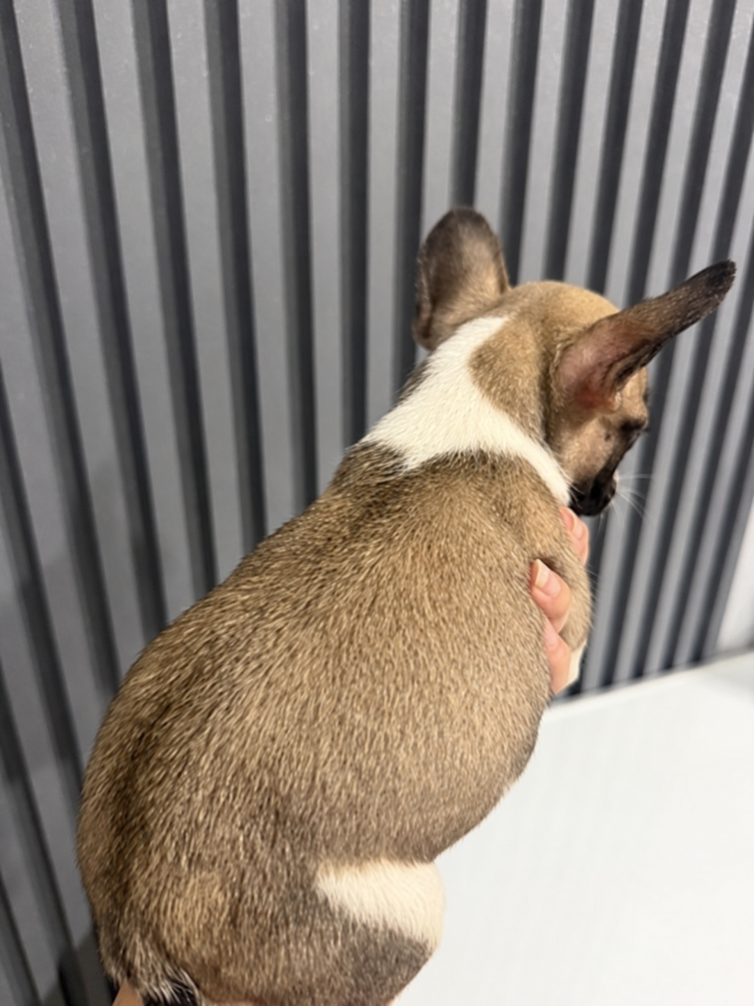 Tampak belakang puppy French Bulldog pied pertama