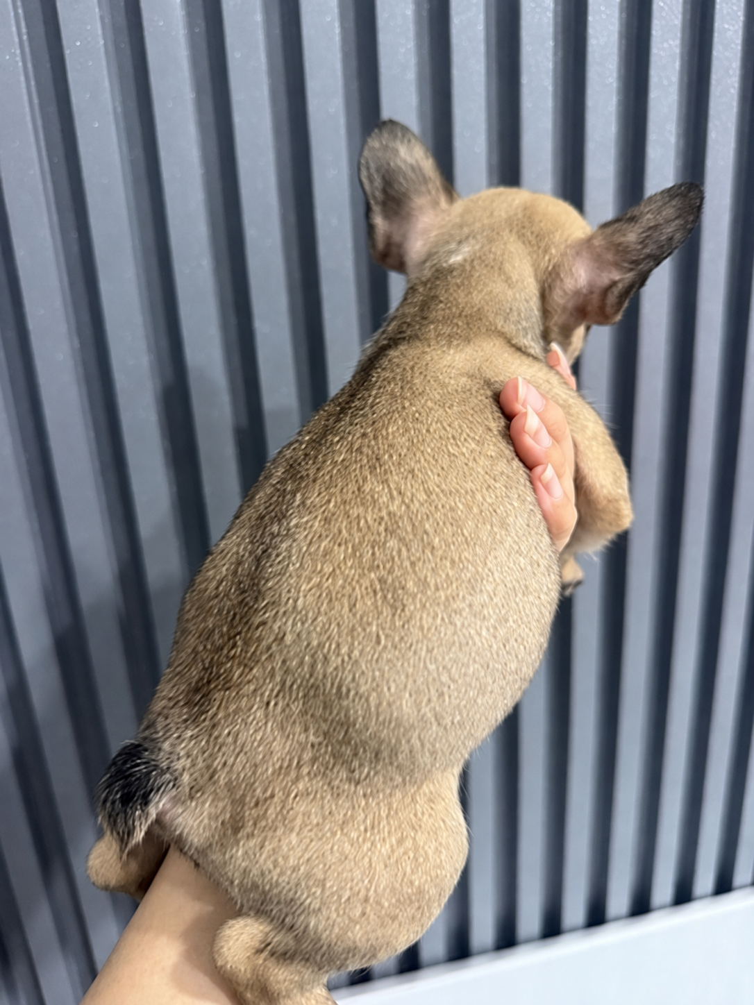 Tampak belakang puppy French Bulldog pied kedua