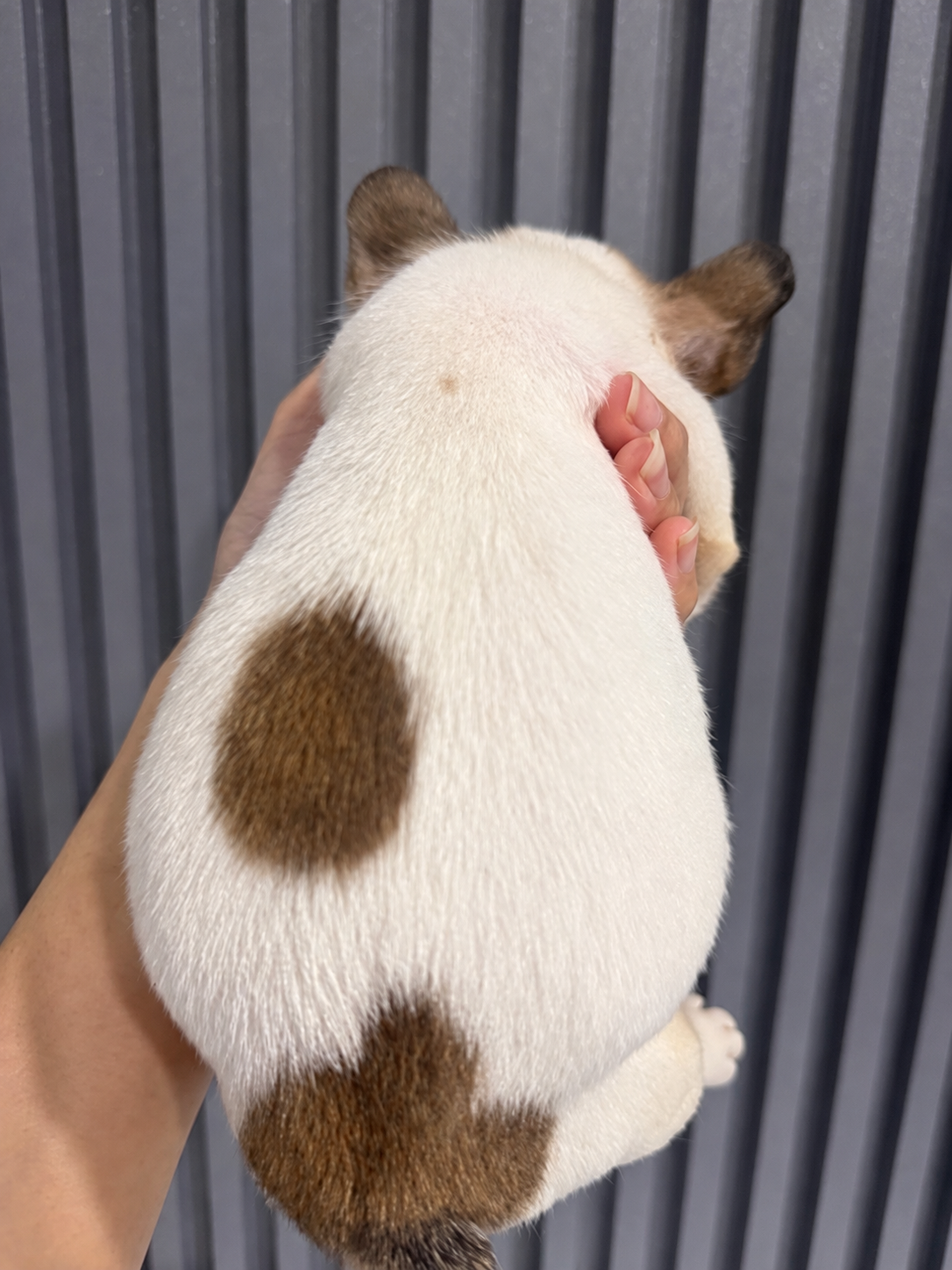 Puppy French Bulldog pied putih dengan bercak cokelat