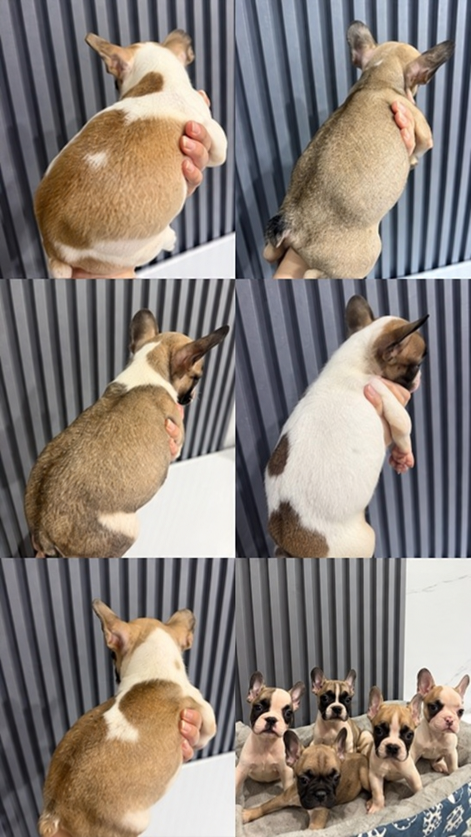Kumpulan puppy French Bulldog pied jantan dan betina