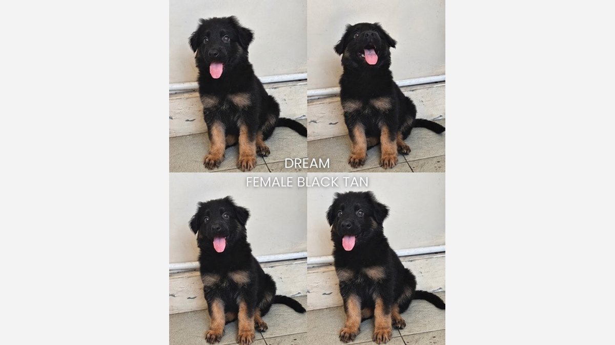 Jual German Shepherd Puppy Betina Bloodline Impor di Bali