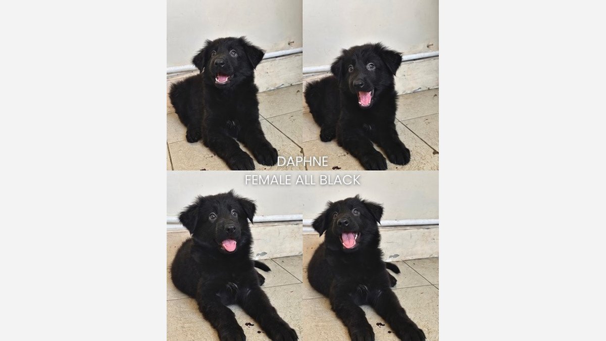 Daphne, German Shepherd betina long hair All Black di Bali