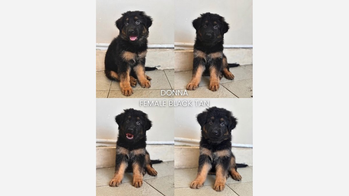 Donna, German Shepherd betina long hair Black Tan di Bali