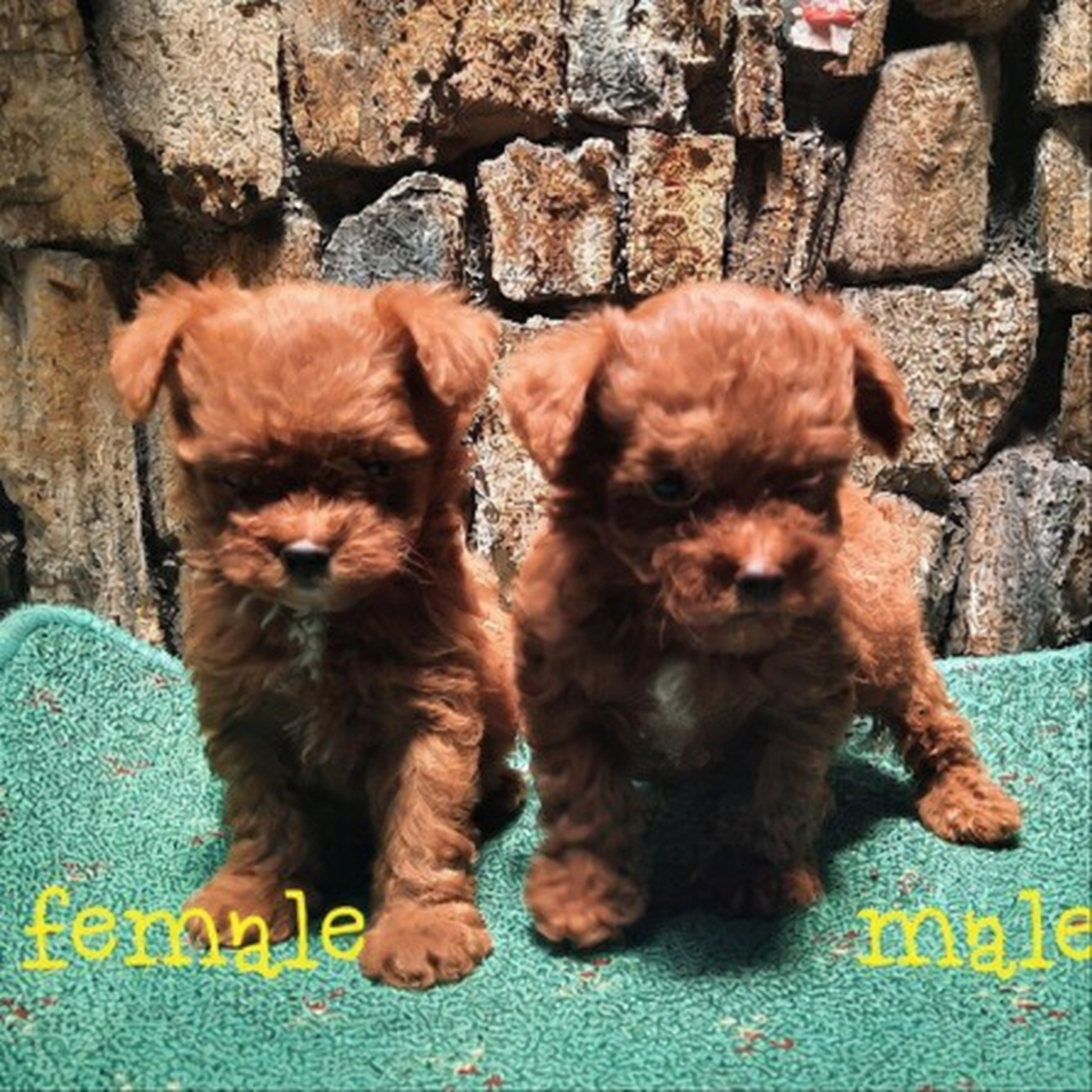 Jual Mini Poodle Teddy Bear Face Kaki Pendek di Bandung