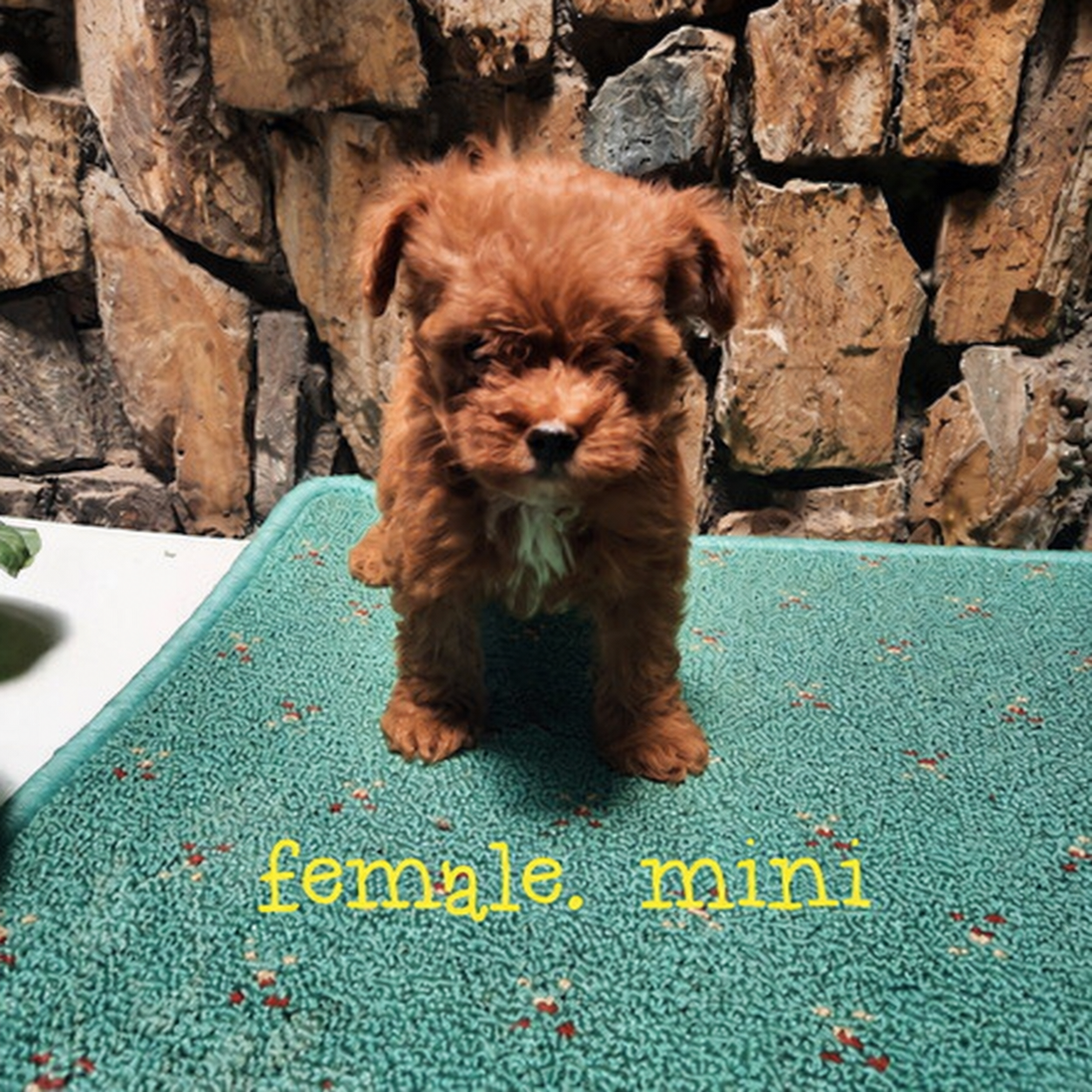 Mini Poodle betina dengan bulu tebal dan kaki pendek
