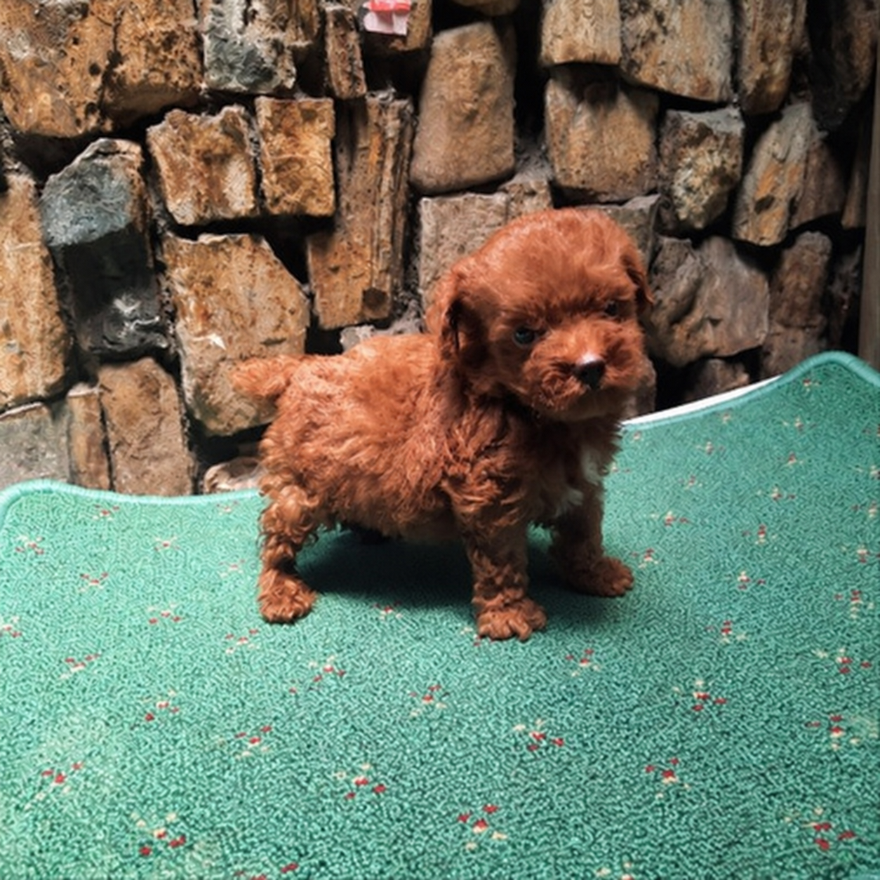 Mini Poodle betina sehat di Bandung