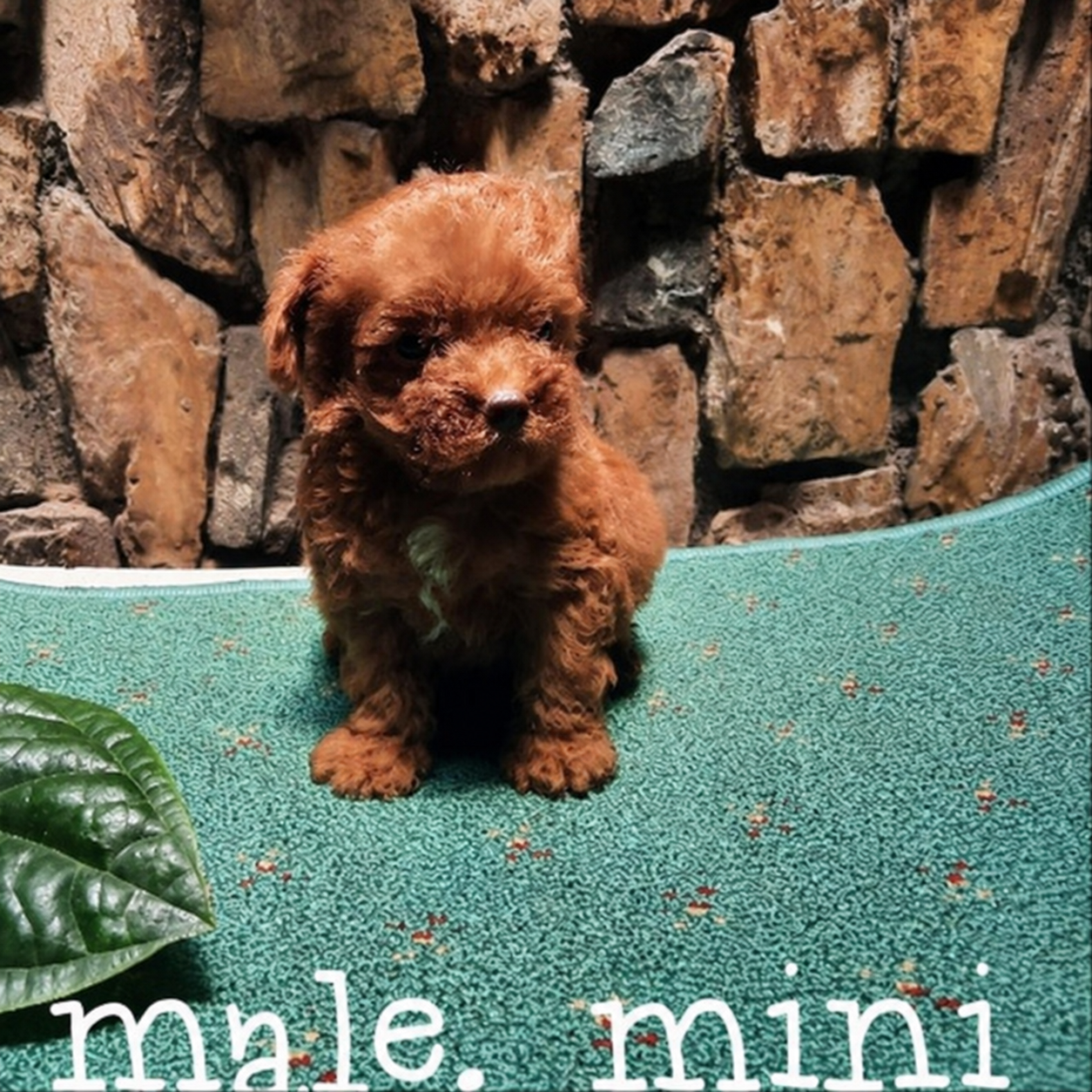 Mini Poodle jantan teddy bear face dan kaki pendek