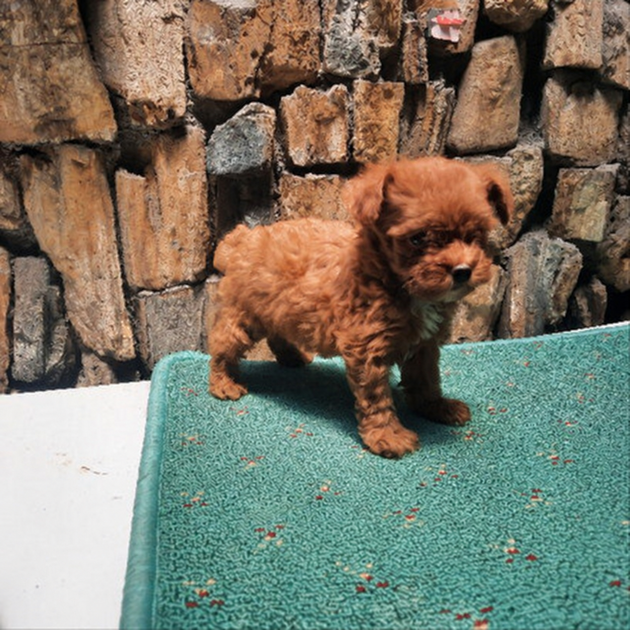 Mini Poodle jantan sehat di Bandung