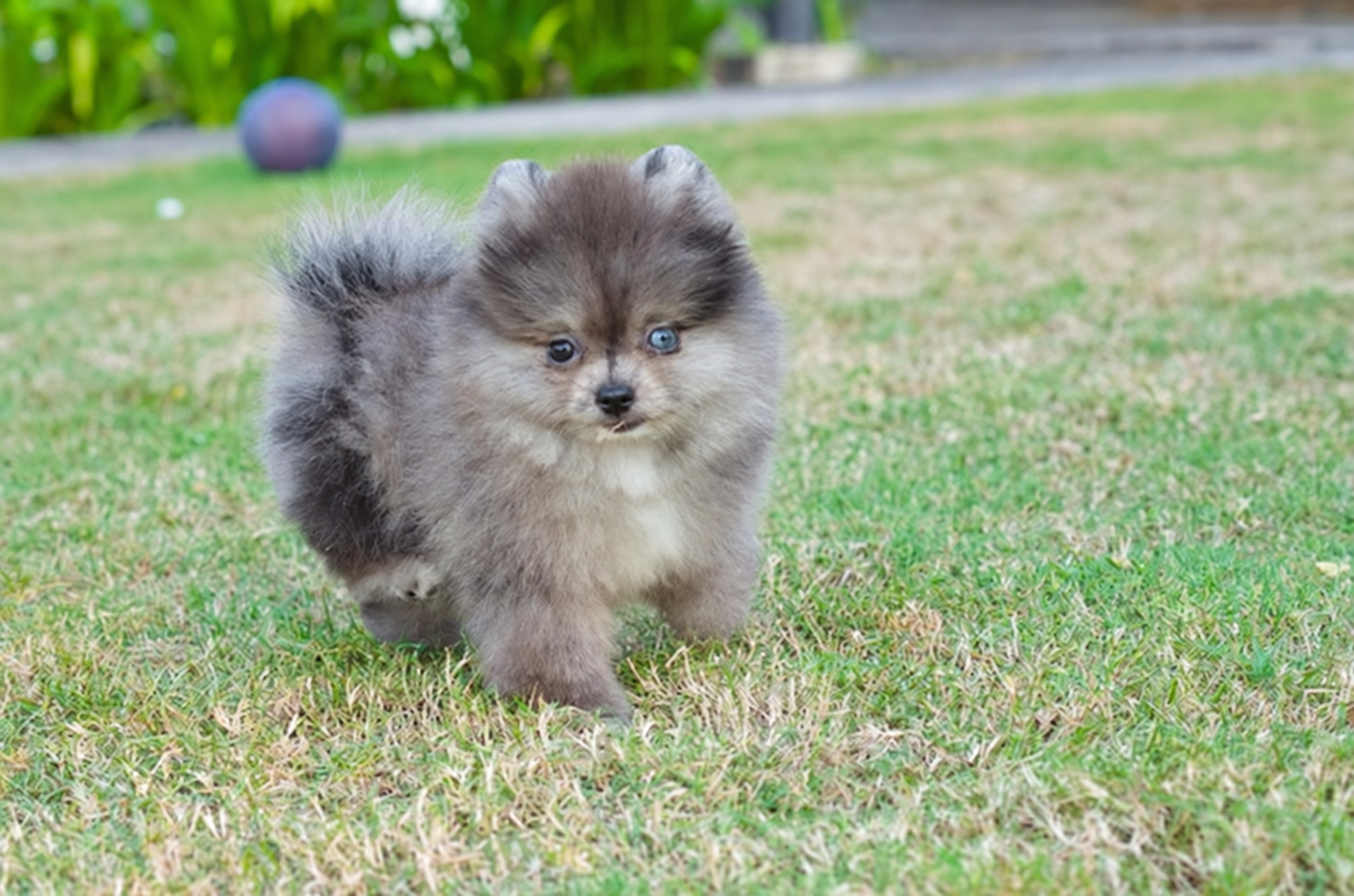 Jual Minipom Jantan Choco Blue Merle Excellent di Surabaya