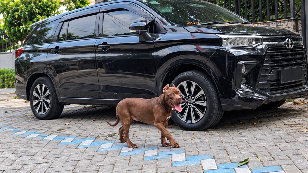 Jual Pitbull Betina Cleo di Surabaya, Stambum IBC