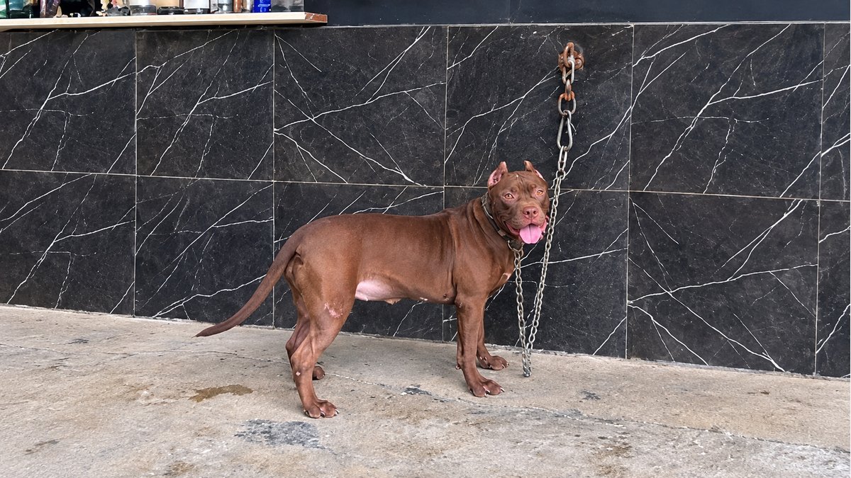 Cleo dengan rantai di depan dinding