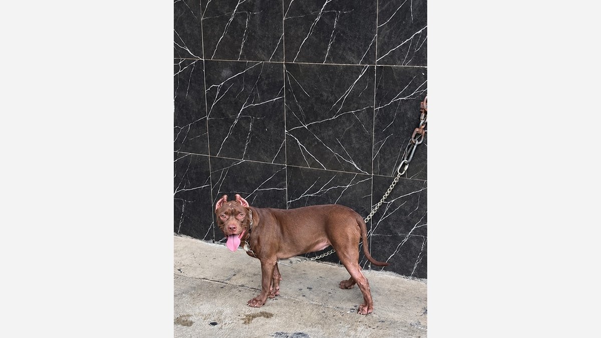 Tampak samping Cleo dengan rantai