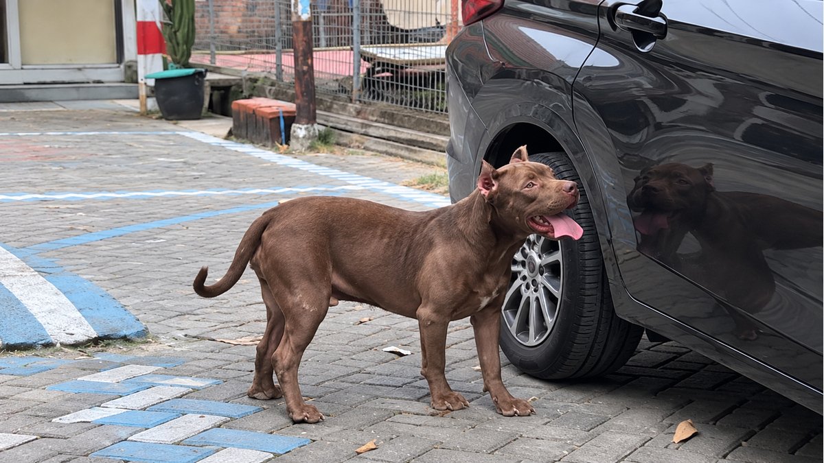 Cleo di dekat roda mobil