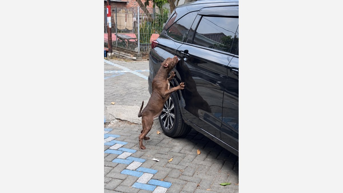 Cleo berdiri dengan kaki depan pada mobil