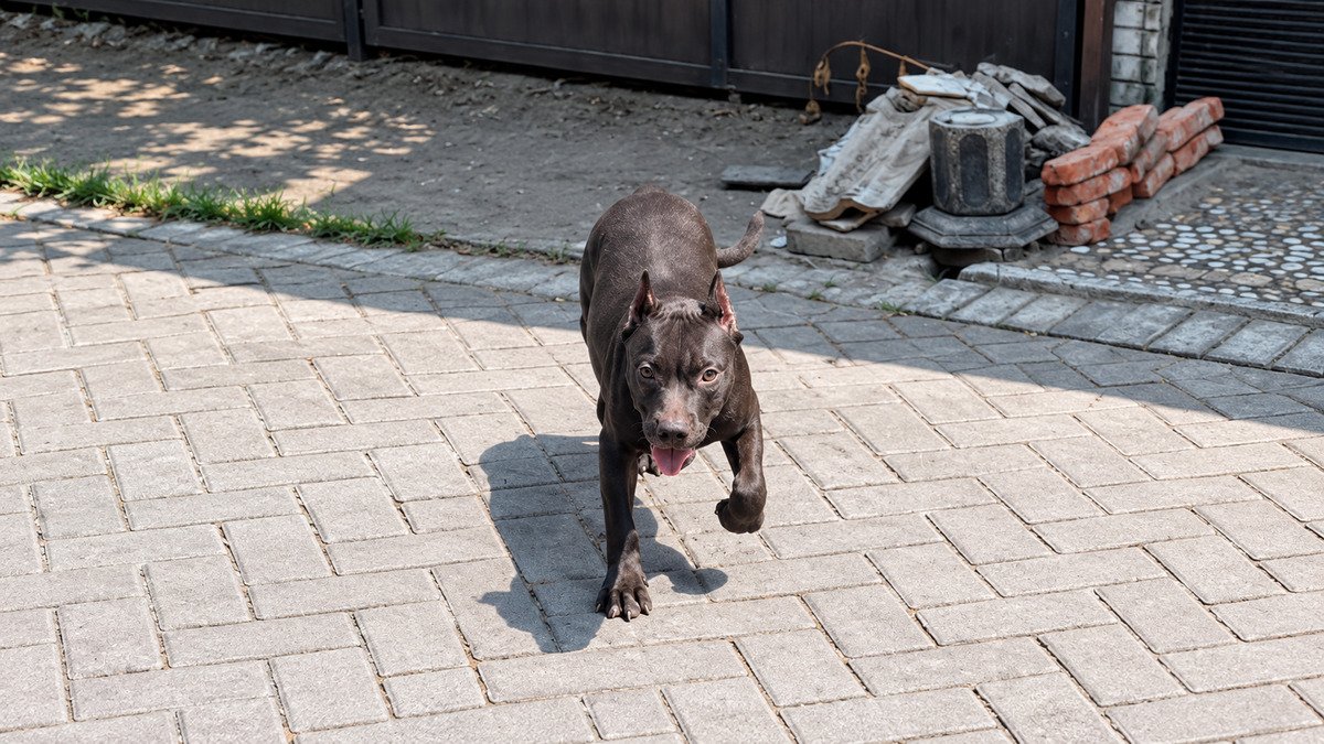 Pitbull betina hitam Dols di Surabaya — foto 2