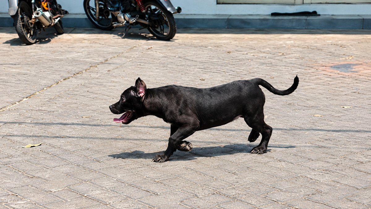 Pitbull betina hitam Dols di Surabaya — foto 3