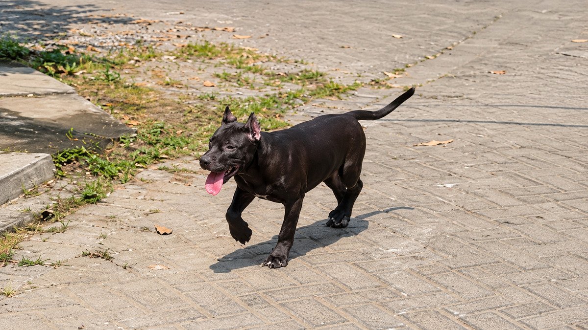 Pitbull betina hitam Dols di Surabaya — foto 4