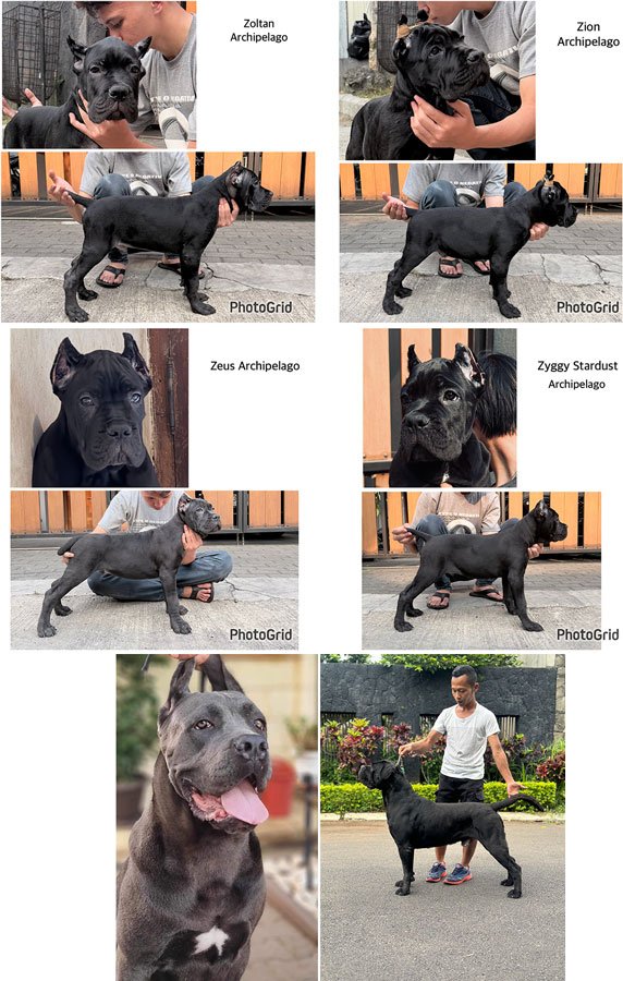 Jual Puppy Cane Corso Jantan Show Prospect di Bandung