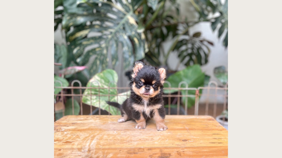 Jual Puppy Chihuahua Betina Long Hair Stambum di Jakarta Barat