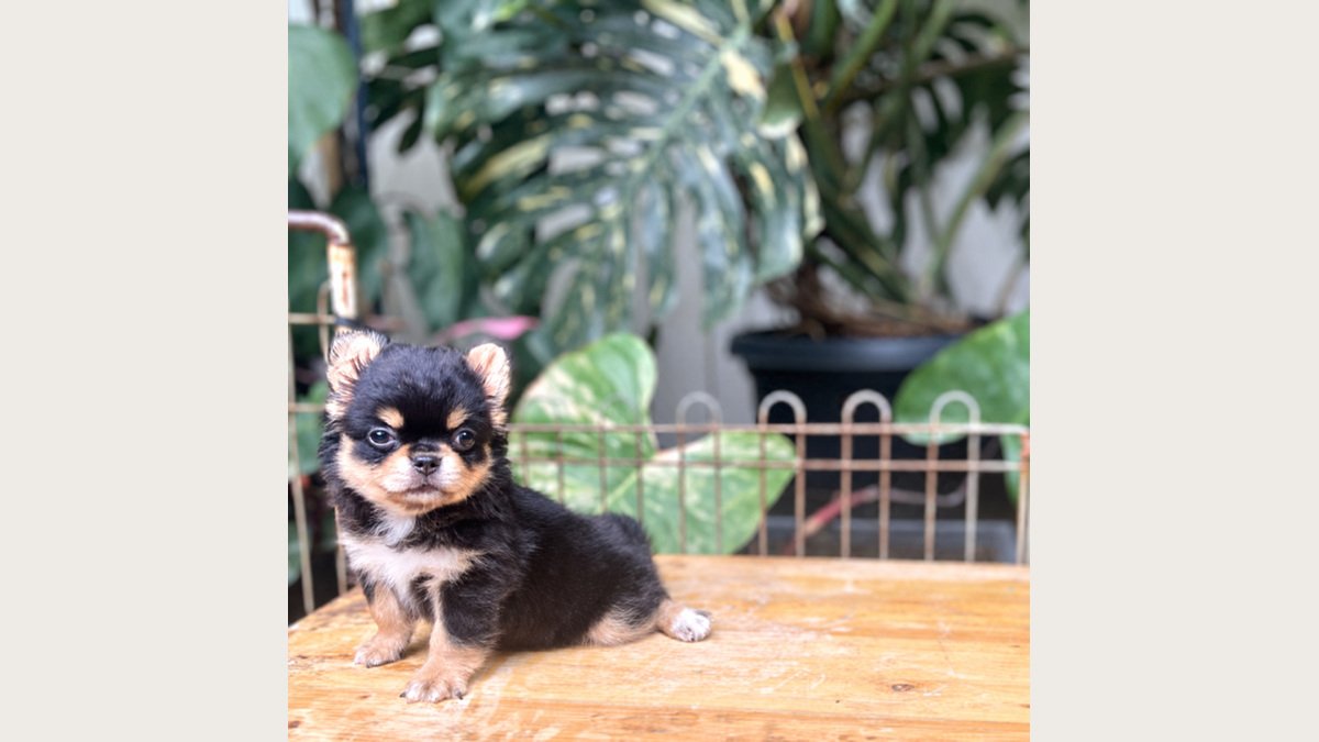 Chihuahua long hair betina di Jakarta Barat tampak samping