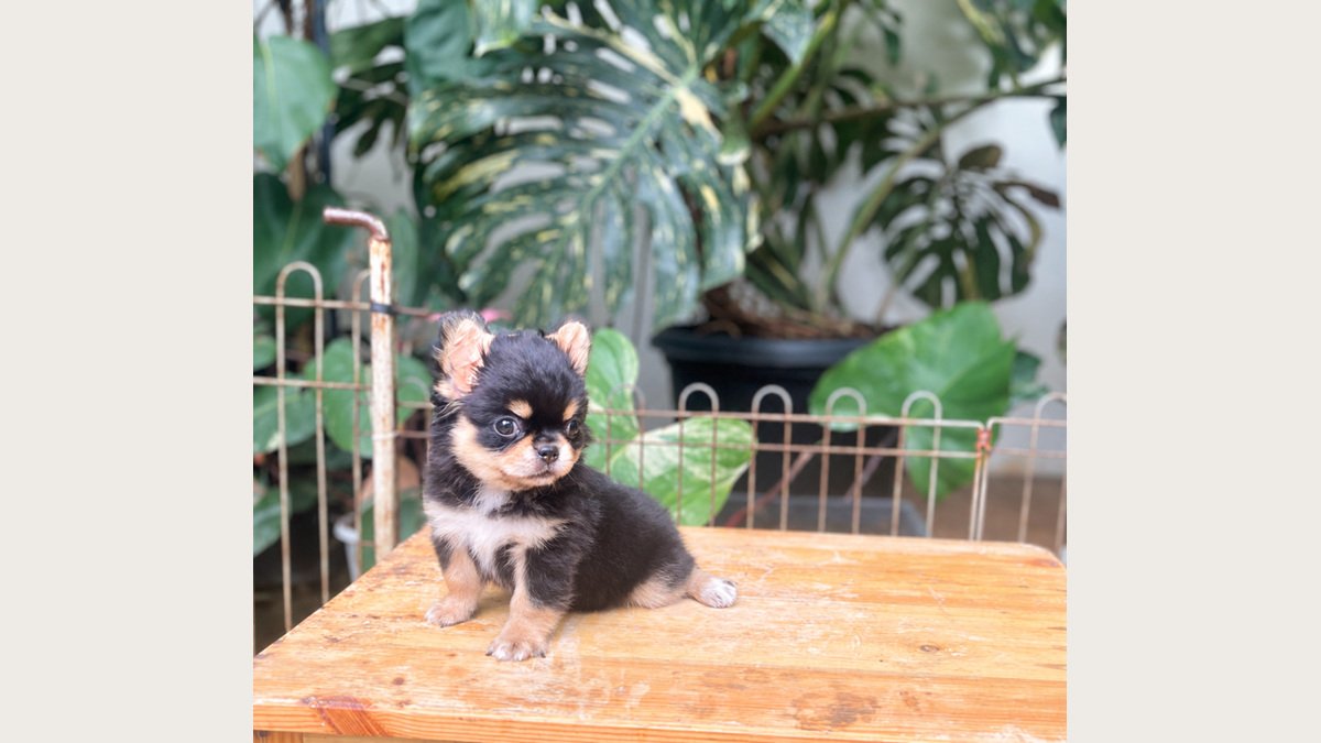 Puppy Chihuahua betina berbulu panjang di Jakarta Barat