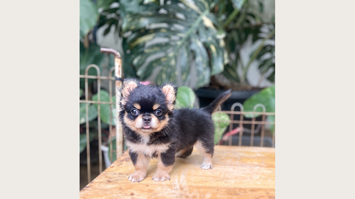 Foto keempat puppy Chihuahua long hair betina di Jakarta Barat
