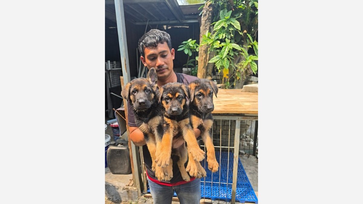Jual 3 Puppy German Shepherd Jantan Stambum di Tangerang